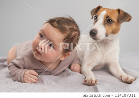 Portrait of a baby lying on his stomach and a Jack Russell Terrier dog. Portrait of a baby lying on his stomach and a Jack Russell Terrier dog. 114197311