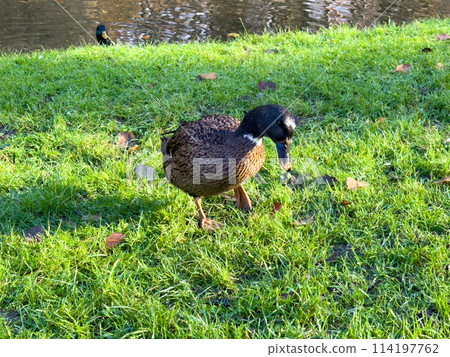 Europen mallard duck standing on the grass Europen mallard duck standing on the grass 114197762