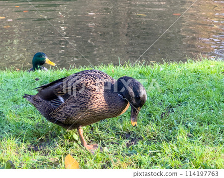 Europen mallard duck standing on the grass Europen mallard duck standing on the grass 114197763