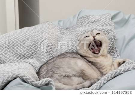 Pets. A beautiful funny and important gray cat of the Scottish Fold breed lies on a blanket, funnyly sticks out his tongue and yawns in a home interior. Pets. A beautiful funny and important gray cat of the Scottish Fold breed lies on a blanket, funnyly sticks out his tongue and yawns in a home interior. 114197898