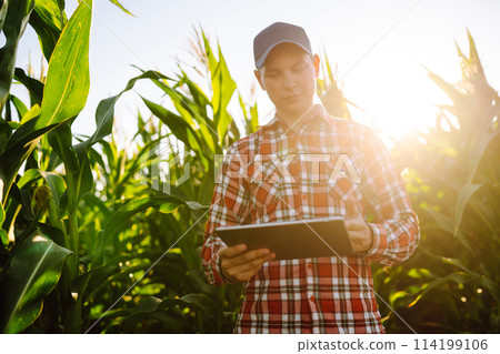 Owner of farm, standing in cornfield, inspects crop. Farmer is watching growth of crop with tablet. Owner of farm, standing in cornfield, inspects crop. Farmer is watching growth of crop with tablet. 114199106