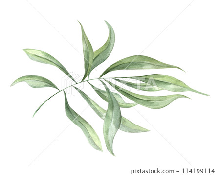 Eucalyptus or oleander branch. Watercolor abstract leaves. Green olive. Illustration of summer foliage. Botanical element for design of Valentines day, birthday, mothers day card, wedding Invitation. 114199114