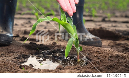 Farmer takes care of corn seedlings. Sprouted corn seeds, green leaves of fresh sprouts germs, farm worker employee hand watering plant, nourishing soil with water. Agricultural agrarian farm business 114199245