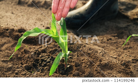 Farmer takes care of corn sprouts watering moisturizing nourishing ground with water. Cultivating crops seedlings sowings in field to provide food, large fresh harvest. Planting growing corn in field. Farmer takes care of corn sprouts watering moisturizing nourishing ground with water. Cultivating crops seedlings sowings in field to provide food, large fresh harvest. Planting growing corn in field. 114199246