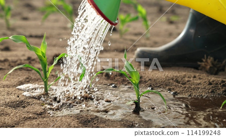Watering sprouts crops from watering can. Close up water washes over leaves of green corn crops soaks into ground nourishing plants ensuring healthy rapid growth. Taking care of sowing in farm field. 114199248