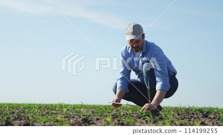 Businessman digital agricultural farmer with tablet. Man male farm worker takes care of corn crops sowing shoots videos takes photos manages resources monitors condition of crop harvest in field. Businessman digital agricultural farmer with tablet. Man male farm worker takes care of corn crops sowing shoots videos takes photos manages resources monitors condition of crop harvest in field. 114199255