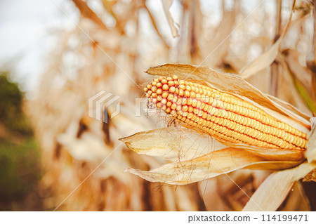 Growing corn on a farm. Close-up of dry yellow corn cobs ready for harvest at the farm 114199471