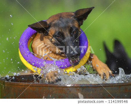 Belgian shepherd malinois dog with two bright color toy rings playing with splashes of water in a bowl Belgian shepherd malinois dog with two bright color toy rings playing with splashes of water in a bowl 114199546