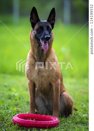 Belgian shepherd malinois dog sitting with red toy ring Belgian shepherd malinois dog sitting with red toy ring 114199552