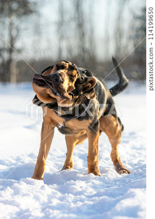 Funny photo of a bloodhound puppy who decided to shake himself off. Photo in motion. Funny photo of a bloodhound puppy who decided to shake himself off. Photo in motion. 114199650