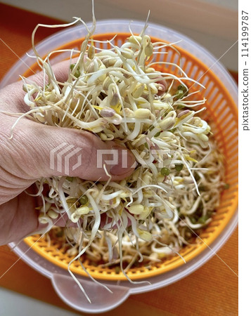 The farmer's hand holds micro-greenery in his hands. A mound of sprouted mung beans with small roots for consumption in an orange bowl on an orange background. Close-up. The farmer's hand holds micro-greenery in his hands. A mound of sprouted mung beans with small roots for consumption in an orange bowl on an orange background. Close-up. 114199787