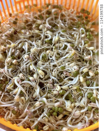 Mound of sprouted mung beans with small roots for eating in water in orange bowl on orange background. Concept of diet, vegetarianism, vegan, healthy products and proper nutrition. Close-up. Mound of sprouted mung beans with small roots for eating in water in orange bowl on orange background. Concept of diet, vegetarianism, vegan, healthy products and proper nutrition. Close-up. 114199788
