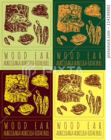 Set of vector drawing WOOD EAR in various colors. Hand drawn illustration. The Latin name is AURICULARIA AURICULA-JUDAE BULL. 114199802
