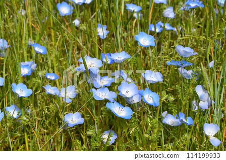 Nemophila in full bloom Nemophila in full bloom 114199933