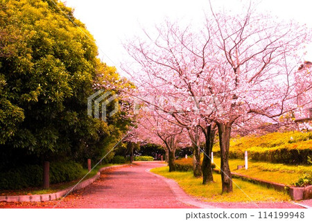 鹿兒島縣政府散步道 鹿兒島縣政府散步道 114199948