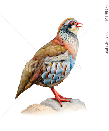 Male red partdrige portrait 114199982