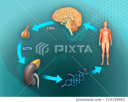 Stress response in the human body 114199983