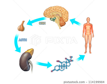 Stress response in the human body 114199984