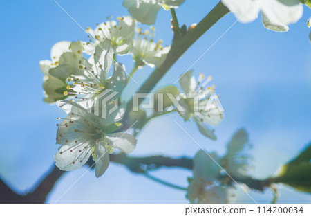 Delicate white buds of cherry blossoms in the background light. Delicate white buds of cherry blossoms in the background light. 114200034