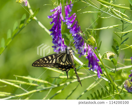 A swallowtail butterfly sucking nectar from a wisteria A swallowtail butterfly sucking nectar from a wisteria 114200100