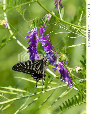 A swallowtail butterfly sucking nectar from a wisteria A swallowtail butterfly sucking nectar from a wisteria 114200101