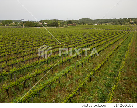 Beautiful vineyards at sunset in Urla, izmir. High quality photo Beautiful vineyards at sunset in Urla, izmir. High quality photo 114200195