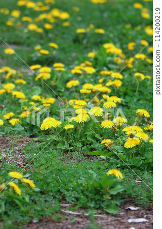 Spring flowers, dandelions in the grass 114200219
