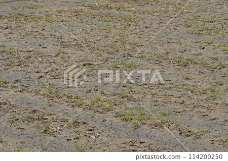 Paddy field Paddy field 114200250