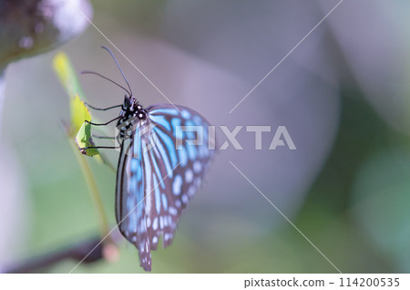 A blue swallowtail butterfly resting on a leaf 114200535