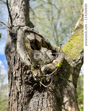 Heart on a tree in the spring forest. Heart on a tree in the spring forest. 114200600