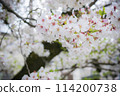 Cherry Blossoms	 114200738