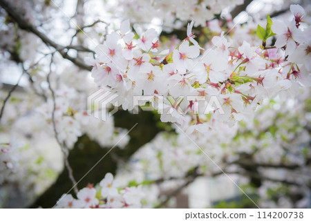 Cherry Blossoms	 114200738