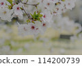 Cherry Blossoms	 114200739