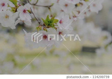 Cherry Blossoms	 114200739