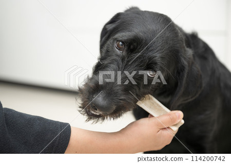 Owner gives dog a deer bone to satisfy dog's chewing desire 114200742