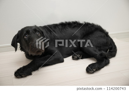 A dog that is startled by a sound and gives up A dog that is startled by a sound and gives up 114200743