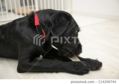 Owner gives dog a deer bone to satisfy dog's chewing desire Owner gives dog a deer bone to satisfy dog's chewing desire 114200744