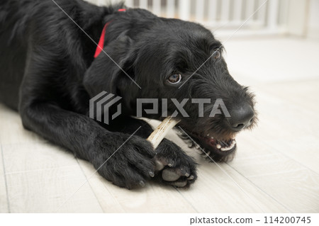 Owner gives dog a deer bone to satisfy dog's chewing desire Owner gives dog a deer bone to satisfy dog's chewing desire 114200745
