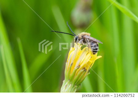 Japanese longhorn bee on a dandelion 114200752