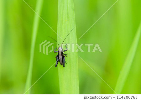 Himegis larva perching on grass Himegis larva perching on grass 114200763