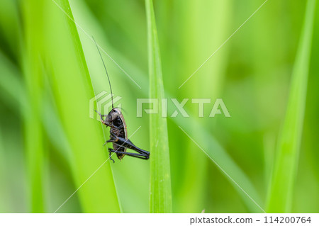 Himegis larva perching on grass 114200764