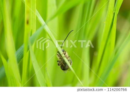 日本蜜蜂緊緊抓住草 114200766