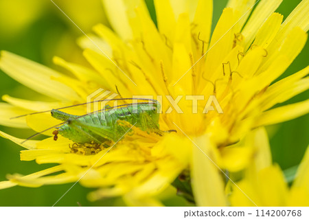 Tettigonia orientalis larvae eating dandelion pollen Tettigonia orientalis larvae eating dandelion pollen 114200768