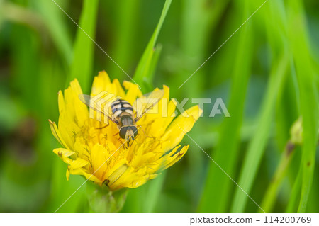 Futakoshi Hirataav Futakoshi Hirataav 114200769