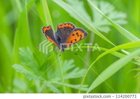 Lycaena phlaeas 114200771
