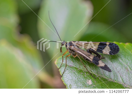 Shiragemushi(大和Shirage) Shiragemushi(大和Shirage) 114200777