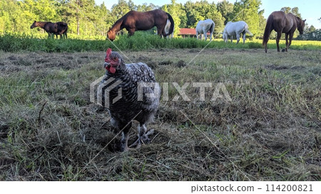 Chicken and Horses on Pastoral Farm at Dusk Chicken and Horses on Pastoral Farm at Dusk 114200821