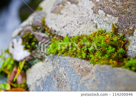 Macro Vibrant Green Moss on Rugged Stone Texture in Tennessee Woodland 114200846
