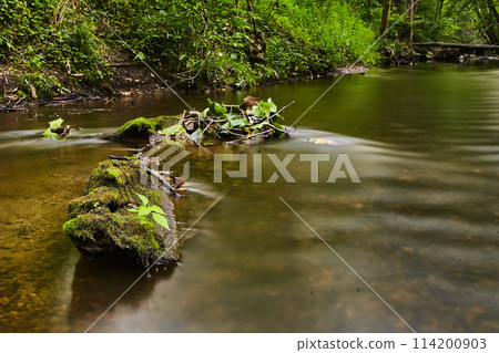 Serene Forest Stream with Moss-Covered Log and Lush Greenery 114200903