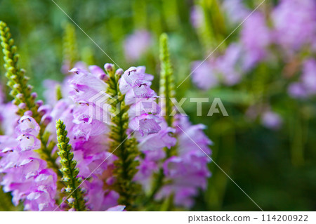 Vibrant Purple Obedient Plant Flowers in Natural Light, Midwest Close-Up Vibrant Purple Obedient Plant Flowers in Natural Light, Midwest Close-Up 114200922